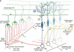CEREBIO - Cerebelo y Oliva Inferior en tareas de adaptación sensori-motora.