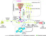  Deciphering Essential Tremor: Computational Exploration of Inferior Olive Dynamics in Cerebellar Networks: TREMBLE-ICED
