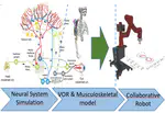 BRAINMOVE - Neural Sensorimotor Modelling for Adaptive Movement Control