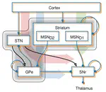 INTSENSO - Integración sensorimotora para control adaptativo mediante aprendizaje en cerebelo y centros nerviosos relacionados. Aplicación en robótica