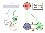 SENSCOMP - Simulation of the neural computational substrate in the sensorimotor system. Adaptation mechanisms and their integration in experimental platforms