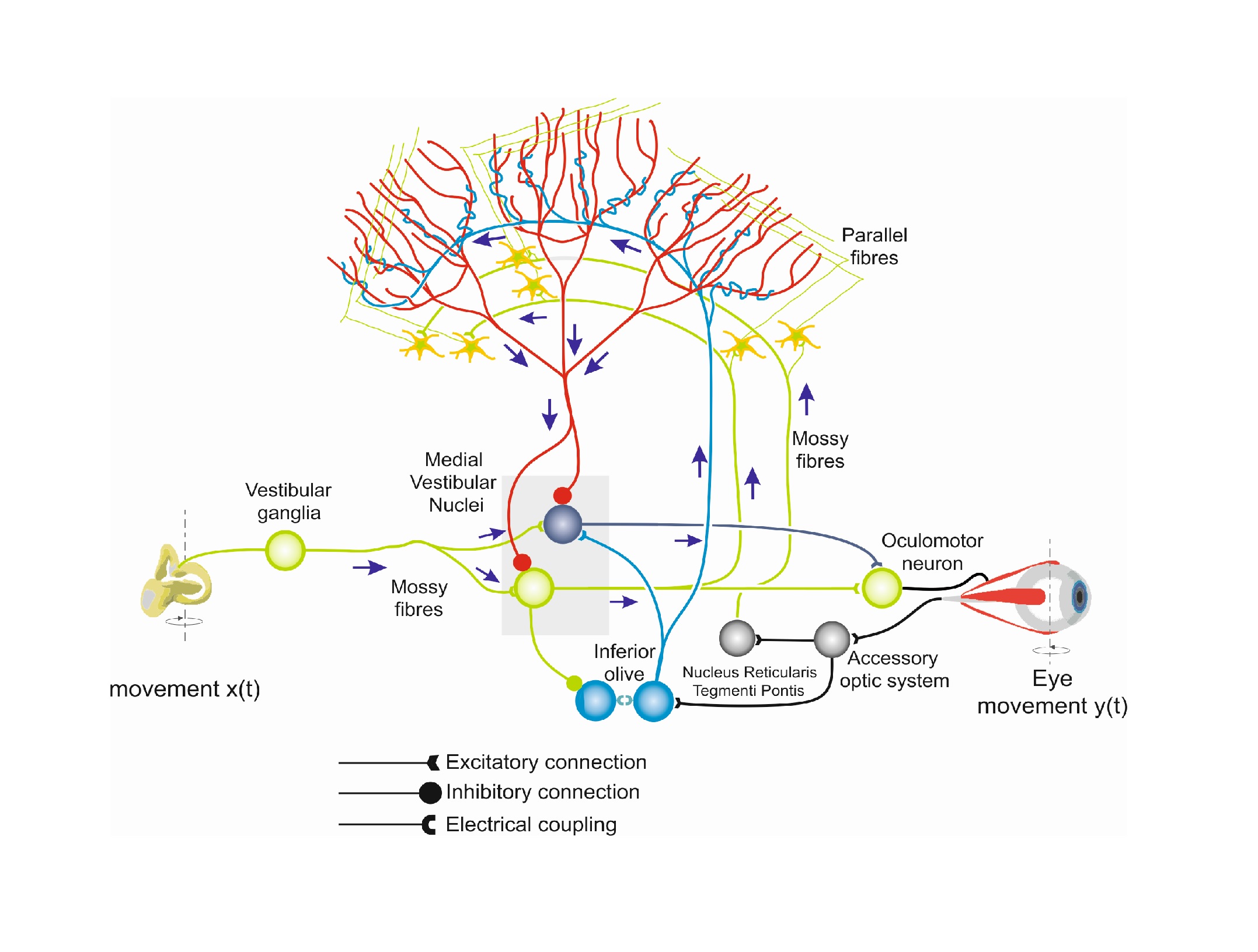 SPIKEAGE - Cerebellar Spiking Modelling Accounting for Human Ageing ...