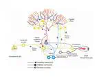 SPIKEAGE - Cerebellar Spiking Modelling Accounting for Human Ageing Degradation in Motor Adaptation