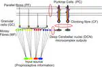 SpikeControl - Cerebellar Spiking Model for Real-time Closed-loop Sensorimotor Control