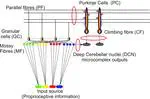 SpikeControl - Cerebellar Spiking Model for Real-time Closed-loop Sensorimotor Control