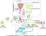  Deciphering Essential Tremor: Computational Exploration of Inferior Olive Dynamics in Cerebellar Networks: TREMBLE-ICED