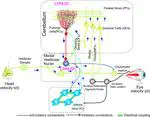  Deciphering Essential Tremor: Computational Exploration of Inferior Olive Dynamics in Cerebellar Networks: TREMBLE-ICED