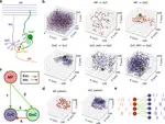 A computational model of the cerebellar granular layer calibrated to experimental data for studying inhibition and sensory encoding